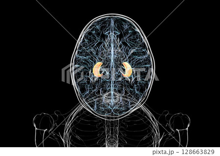 Human brain with highlighted hippocampus, a key structure involved in memory, learning, and emotional regulation, 3D illustration. 128663829