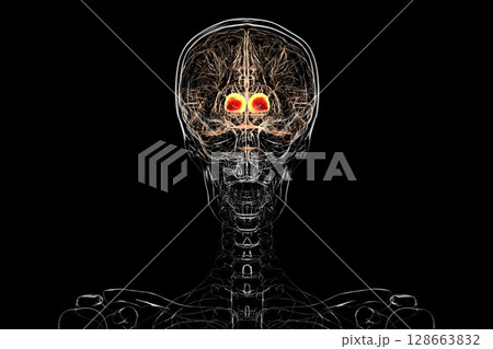 Thalamus of human brain, 3D illustration showing the paired deep gray matter structures that relay sensory and motor signals to the cerebral cortex. 128663832