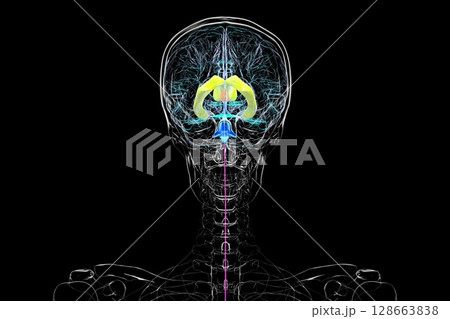Human brain with colored ventricles, 3D illustration, lateral (yellow), third (orange), fourth (blue), interventricular foramen (green), cerebral aqueduct (dark purple), spinal channel (light purple). Human brain with colored ventricles, 3D illustration, lateral (yellow), third (orange), fourth (blue), interventricular foramen (green), cerebral aqueduct (dark purple), spinal channel (light purple). 128663838