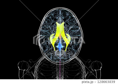 Human brain with colored ventricles, 3D illustration, lateral (yellow), third (orange), fourth (blue), interventricular foramen (green), cerebral aqueduct (dark purple), spinal channel (light purple). Human brain with colored ventricles, 3D illustration, lateral (yellow), third (orange), fourth (blue), interventricular foramen (green), cerebral aqueduct (dark purple), spinal channel (light purple). 128663839