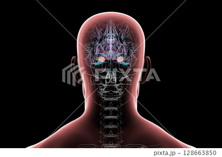 Human brain with highlighted amygdala, 3D illustration Human brain with highlighted amygdala, 3D illustration 128663850