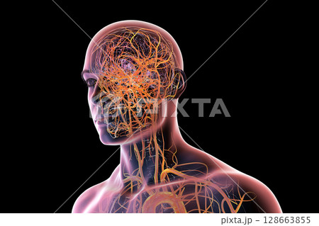 Brain arteries, 3D illustration 128663855