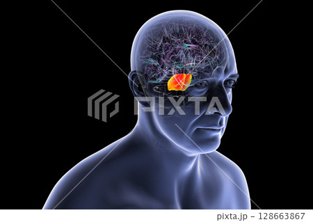 Human brain with the pons highlighted in orange, responsible for regulating breathing, sleep, and communication between brain regions, 3D illustration. 128663867