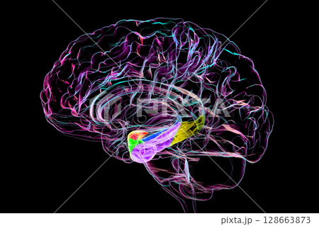 Human brain mid-section with highlighted amygdala (red), hippocampus (blue), parahippocampal gyrus and associated cortices: perirhinal (green), entorhinal (purple), parahippocampal (yellow). Human brain mid-section with highlighted amygdala (red), hippocampus (blue), parahippocampal gyrus and associated cortices: perirhinal (green), entorhinal (purple), parahippocampal (yellow). 128663873