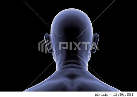 Elderly man's head and neck, back view, showing age-related anatomical details such as wrinkles, posture, and skin texture, 3D illustration. 128663881