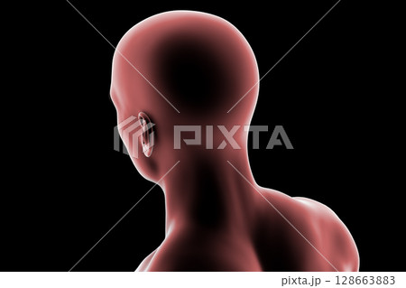 Male head and neck silhouette, back-side view, showing general anatomical contours of the skull, neck, and shoulders, 3D illustration 128663883