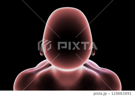 Male head and neck silhouette, top view, showing general anatomical contours of the skull, neck, and shoulders, 3D illustration 128663891