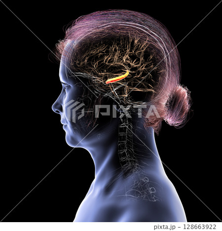Human brain with highlighted hippocampus, a key structure involved in memory, learning, and emotional regulation, 3D illustration 128663922