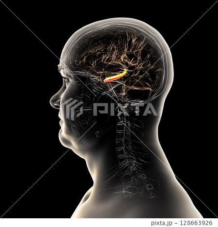 Human brain with highlighted hippocampus, a key structure involved in memory, learning, and emotional regulation, 3D illustration 128663926