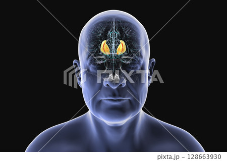 Internal capsule, 3D illustration. Highlighted in red within the human brain. Internal capsule, 3D illustration. Highlighted in red within the human brain. 128663930