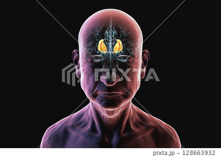 Internal capsule, 3D illustration. Highlighted in red within the human brain. 128663932