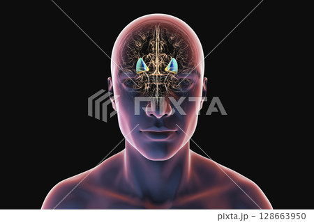 Human brain with highlighted putamen in blue and globus pallidus in yellow, showing basal ganglia structures essential for motor control and affected in movement disorders, 3D illustration. Human brain with highlighted putamen in blue and globus pallidus in yellow, showing basal ganglia structures essential for motor control and affected in movement disorders, 3D illustration. 128663950