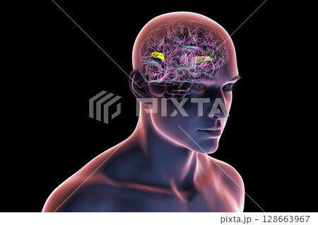 Human brain with the transverse temporal gyri highlighted, anterior in green and posterior in orange, 3D illustration. These regions are involved in auditory processing and language comprehension. 128663967