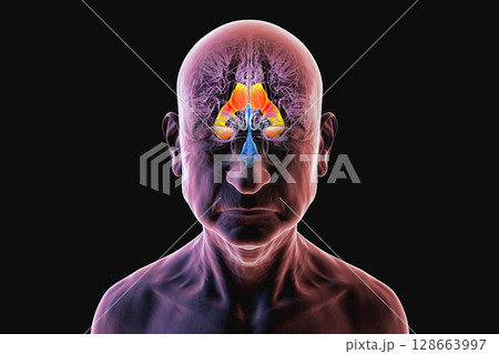 The lateral brain ventricles, 3D illustration 128663997