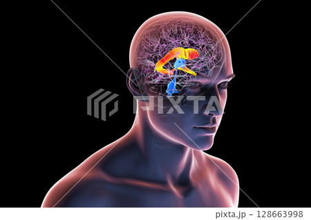 The lateral brain ventricles, 3D illustration 128663998