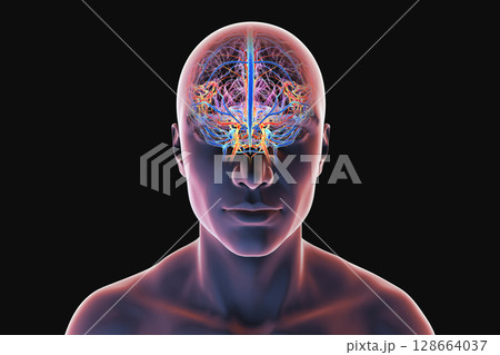 Human brain with highlighted blood vessels: arteries in red and veins in blue, showing detailed cerebral circulation anatomy, 3D illustration. 128664037