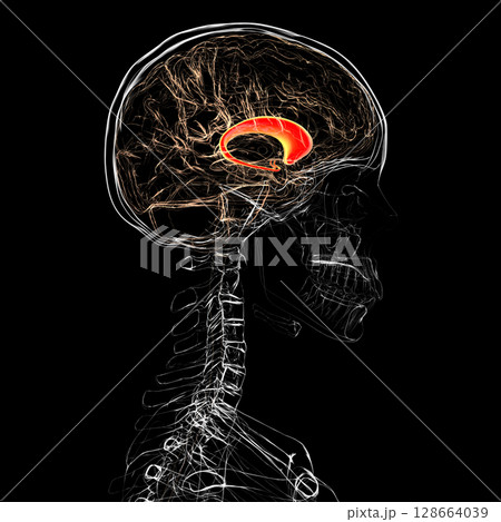 Human brain with highlighted caudate nucleus, 3D illustration. A deep gray matter structure involved in motor control, learning, memory, and reward-related behavior. Human brain with highlighted caudate nucleus, 3D illustration. A deep gray matter structure involved in motor control, learning, memory, and reward-related behavior. 128664039