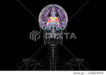 Human brain with highlighted caudate nucleus, 3D illustration. A deep gray matter structure involved in motor control, learning, memory, and reward-related behavior. 128664040