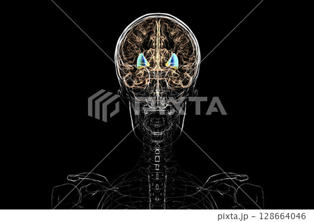 Human brain with highlighted putamen and globus pallidus, key basal ganglia structures involved in motor control and coordination, 3D illustration. 128664046