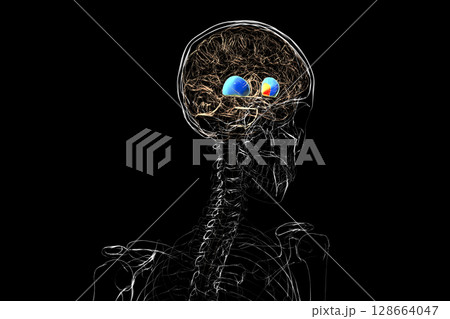 Human brain with highlighted putamen and globus pallidus, key basal ganglia structures involved in motor control and coordination, 3D illustration. 128664047