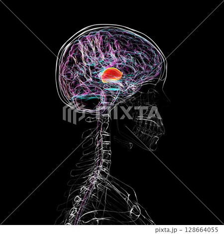 Thalamus of human brain, 3D illustration showing the paired deep gray matter structures that relay sensory and motor signals to the cerebral cortex. Thalamus of human brain, 3D illustration showing the paired deep gray matter structures that relay sensory and motor signals to the cerebral cortex. 128664055