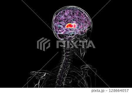 Thalamus of human brain, 3D illustration showing the paired deep gray matter structures that relay sensory and motor signals to the cerebral cortex. 128664057