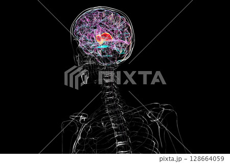 Thalamus of human brain, 3D illustration showing the paired deep gray matter structures that relay sensory and motor signals to the cerebral cortex. Thalamus of human brain, 3D illustration showing the paired deep gray matter structures that relay sensory and motor signals to the cerebral cortex. 128664059