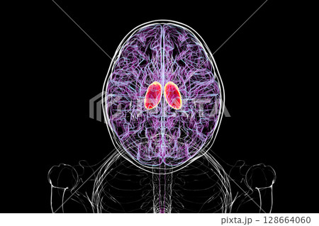 Thalamus of human brain, 3D illustration showing the paired deep gray matter structures that relay sensory and motor signals to the cerebral cortex. Thalamus of human brain, 3D illustration showing the paired deep gray matter structures that relay sensory and motor signals to the cerebral cortex. 128664060