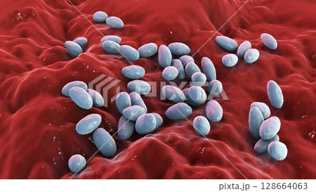 Brucella anthropi, formerly Ochrobactrum anthropi, an emerging opportunistic pathogen capable of degrading pharmaceuticals like Piracetam, 3D illustration. Rod-shaped, Gram-negative bacterium. Brucella anthropi, formerly Ochrobactrum anthropi, an emerging opportunistic pathogen capable of degrading pharmaceuticals like Piracetam, 3D illustration. Rod-shaped, Gram-negative bacterium. 128664063