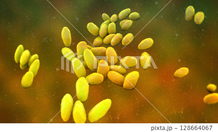 Brucella anthropi, formerly Ochrobactrum anthropi, an emerging opportunistic pathogen capable of degrading pharmaceuticals like Piracetam, 3D illustration. Rod-shaped, Gram-negative bacterium. 128664067