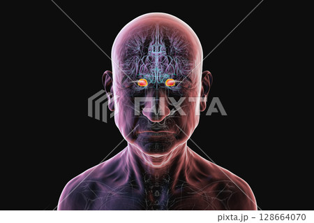 Human brain with highlighted amygdala, 3D illustration 128664070