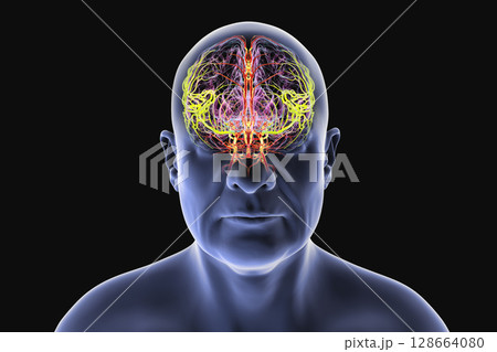 Middle cerebral artery, supplying blood to the frontal, temporal, and parietal lobes, crucial for brain function, 3D illustration 128664080