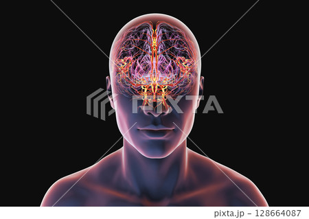 Brain arteries, 3D illustration 128664087