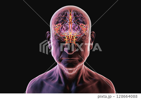 Brain arteries, 3D illustration 128664088