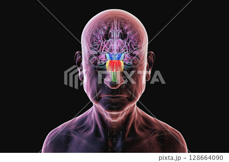 Human brain in a senior person with highlighted brain stem, vital for basic life functions and affected in age-related neurodegenerative diseases like Parkinson's and Alzheimer's, 3D illustration. 128664090