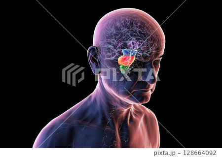 Human brain in a senior person with highlighted brain stem, vital for basic life functions and affected in age-related neurodegenerative diseases like Parkinson's and Alzheimer's, 3D illustration. 128664092