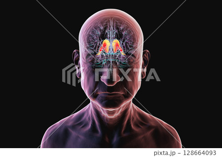Human brain in a senior person with highlighted caudate nucleus, a region involved in motor and cognitive functions, often affected in aging, Alzheimer's, and Parkinsonian disorders, 3D illustration. 128664093