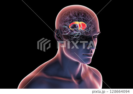 Human brain with highlighted caudate nucleus, 3D illustration. A deep gray matter structure involved in motor control, learning, memory, and reward-related behavior. Human brain with highlighted caudate nucleus, 3D illustration. A deep gray matter structure involved in motor control, learning, memory, and reward-related behavior. 128664094