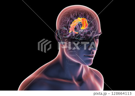 Human brain highlighting the cingulate gyrus, 3D illustration 128664113