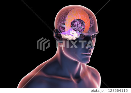 Human brain with highlighted falx cerebri and tentorium cerebelli, major dural folds separating brain hemispheres and cerebellum for structural support and protection, 3D illustration. 128664116