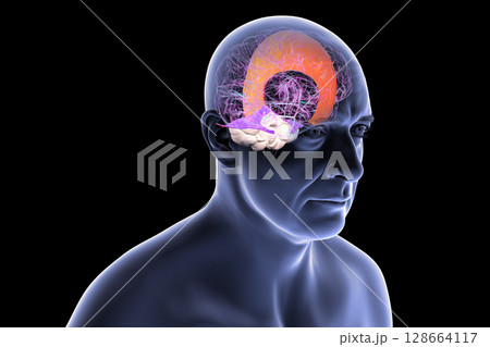 Human brain with highlighted falx cerebri and tentorium cerebelli, major dural folds separating brain hemispheres and cerebellum for structural support and protection, 3D illustration. 128664117