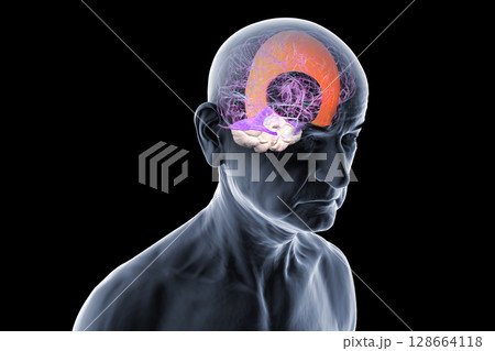 Human brain with highlighted falx cerebri and tentorium cerebelli, major dural folds separating brain hemispheres and cerebellum for structural support and protection, 3D illustration. Human brain with highlighted falx cerebri and tentorium cerebelli, major dural folds separating brain hemispheres and cerebellum for structural support and protection, 3D illustration. 128664118