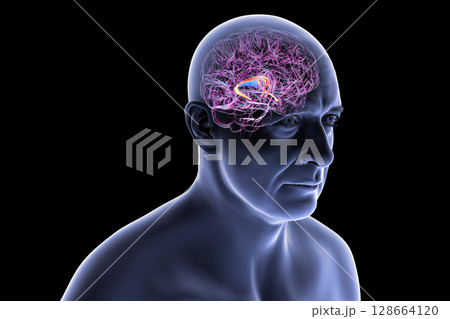 Human brain with highlighted brain fornix, 3D illustration showing memory processing and limbic system function; pathology linked to memory loss. Human brain with highlighted brain fornix, 3D illustration showing memory processing and limbic system function; pathology linked to memory loss. 128664120