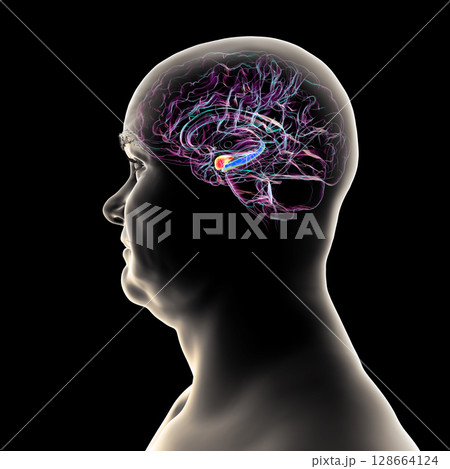 Human brain mid-section with highlighted amygdala (red) and hippocampus (blue), key regions affected in Alzheimer's disease, linked to memory loss and emotional disruption, 3D illustration. 128664124