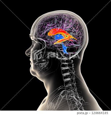 The lateral brain ventricles, 3D illustration 128664185