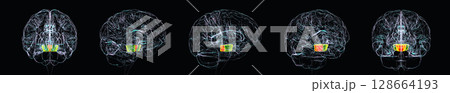 Human brain with the midbrain highlighted, 3D illustration 128664193