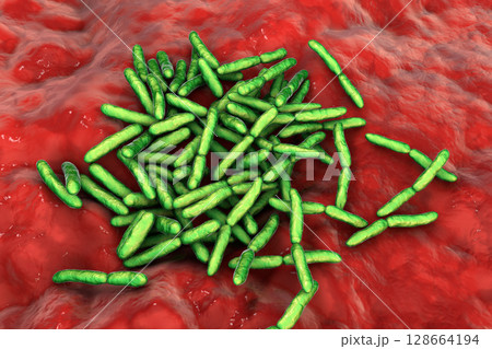 Escherichia albertii bacteria, 3D illustration. An emerging gastrointestinal pathogen linked to foodborne outbreaks and has been isolated from both humans and birds Escherichia albertii bacteria, 3D illustration. An emerging gastrointestinal pathogen linked to foodborne outbreaks and has been isolated from both humans and birds 128664194