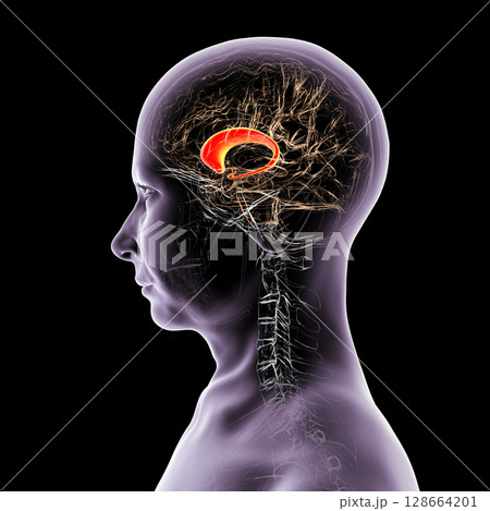 Human brain with highlighted caudate nucleus, 3D illustration. A deep gray matter structure involved in motor control, learning, memory, and reward-related behavior. Human brain with highlighted caudate nucleus, 3D illustration. A deep gray matter structure involved in motor control, learning, memory, and reward-related behavior. 128664201