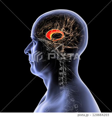 Human brain with highlighted caudate nucleus, 3D illustration. A deep gray matter structure involved in motor control, learning, memory, and reward-related behavior. 128664203