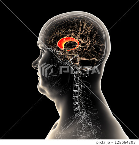 Human brain with highlighted caudate nucleus, 3D illustration. A deep gray matter structure involved in motor control, learning, memory, and reward-related behavior. Human brain with highlighted caudate nucleus, 3D illustration. A deep gray matter structure involved in motor control, learning, memory, and reward-related behavior. 128664205